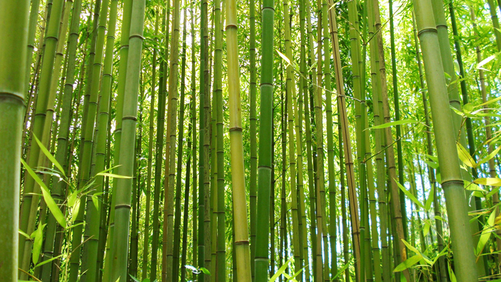 Hintergrundbild bei Leistungen- Beschreibungen der Hauptkompetenzen und Medien