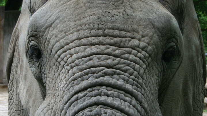 Bild Elefant- Mood Startseite einblickdesign- Elefant ganz nah 